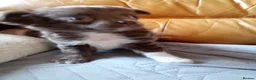 Chihuahua dogs for sale: Beautiful little long haired chihuahua  girl puppy in Middlesbrough - Advert 4