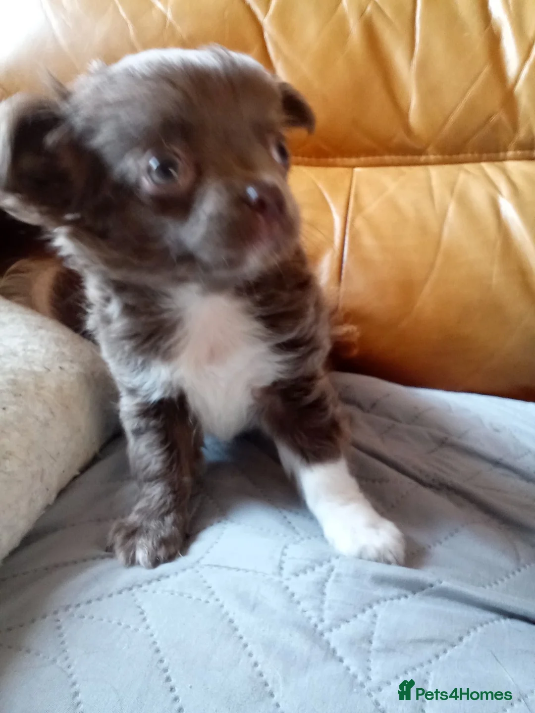 Chihuahua dogs for sale: Beautiful little long haired chihuahua  girl puppy in Middlesbrough - Advert 4
