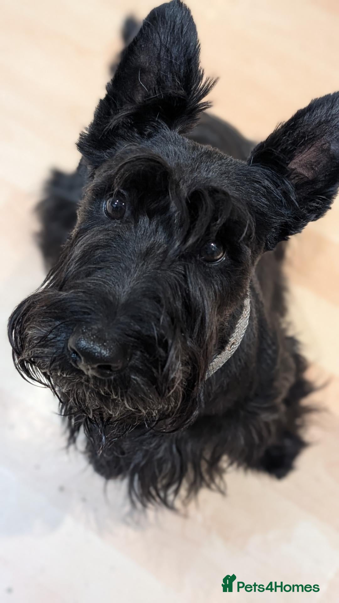 Scottish Terrier dogs 🐾 BONGO | SCOTTISH TERRIER AT STUD 🐾 - Advert 3