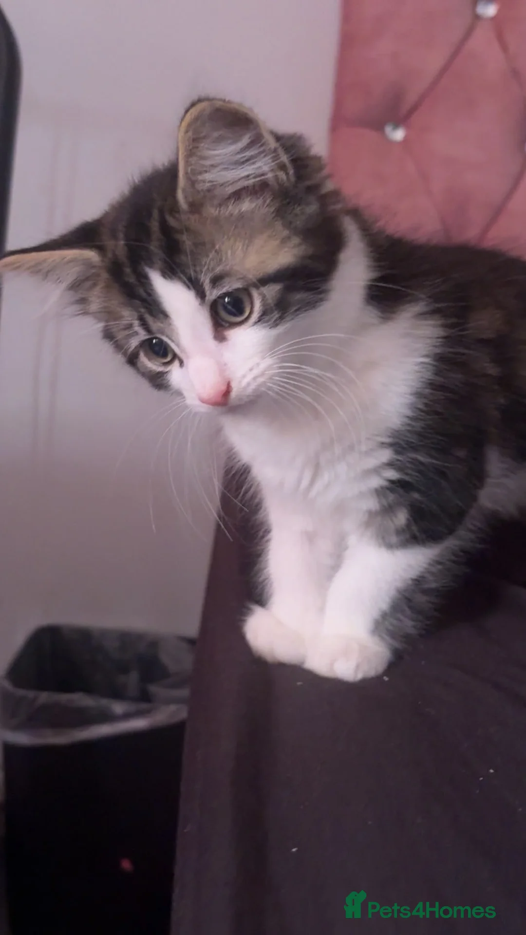 Mixed Breed cats for sale: Beautiful Fluffy Kitten in Leeds - Advert 2