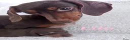 Miniature Dachshund dogs for sale: Miniature dachshunds 3 boys 1 girl  - Advert 6