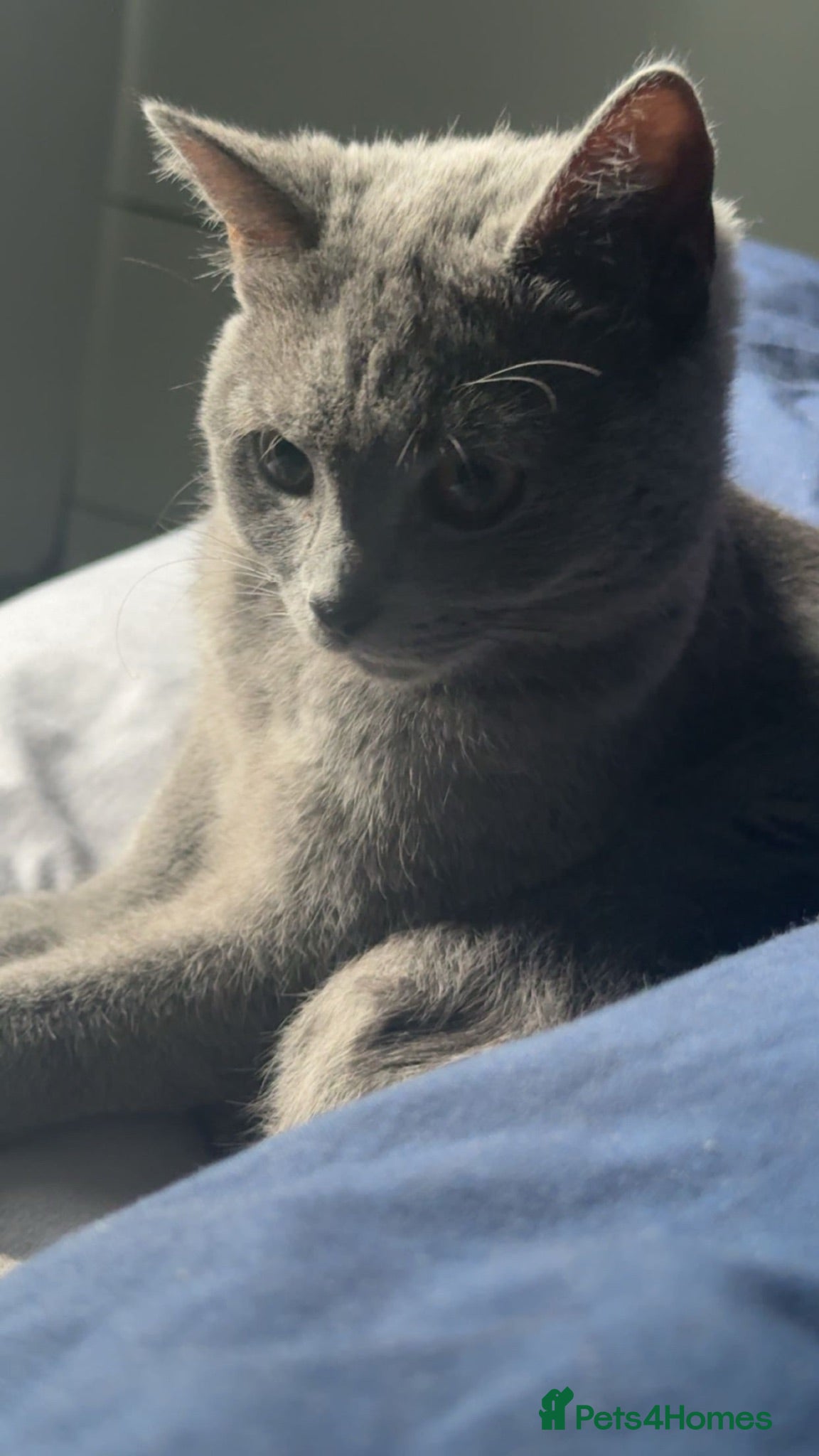 British Shorthair cats British shorthair  - Advert 6