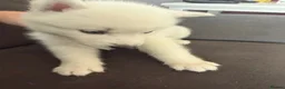 Siberian Husky dogs for sale: Siberian husky puppies - Advert 25