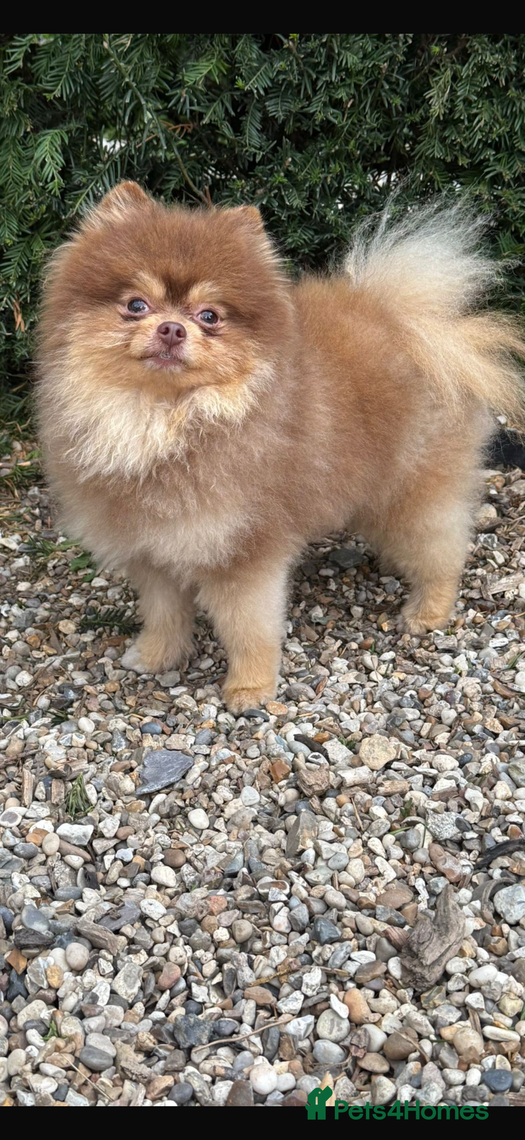 Pomeranian dogs for sale: BEAUTIFUL POMERANIAN PUPPIES  - Image 26