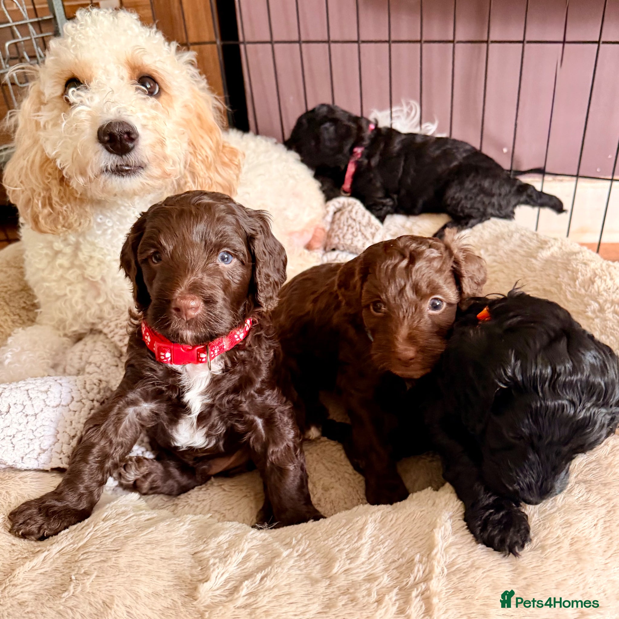 Cockapoo dogs F2B Cockapoo puppies Health-tested Pedigree lines  - Advert 2
