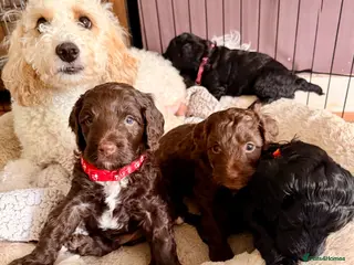 Cockapoo dogs F2B Cockapoo puppies Health-tested Pedigree lines - Advert 1