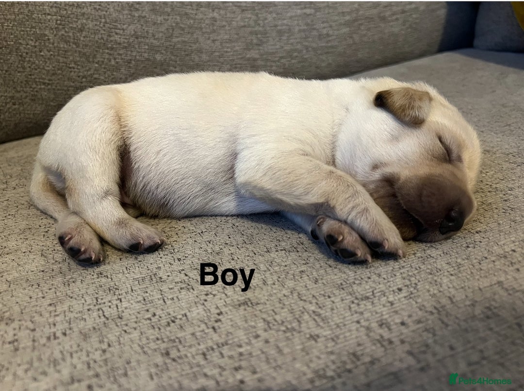 Mixed Breed dogs for sale: 🔥❤️ Beautiful labrador fur baby’s 🔥❤️ - Image 5