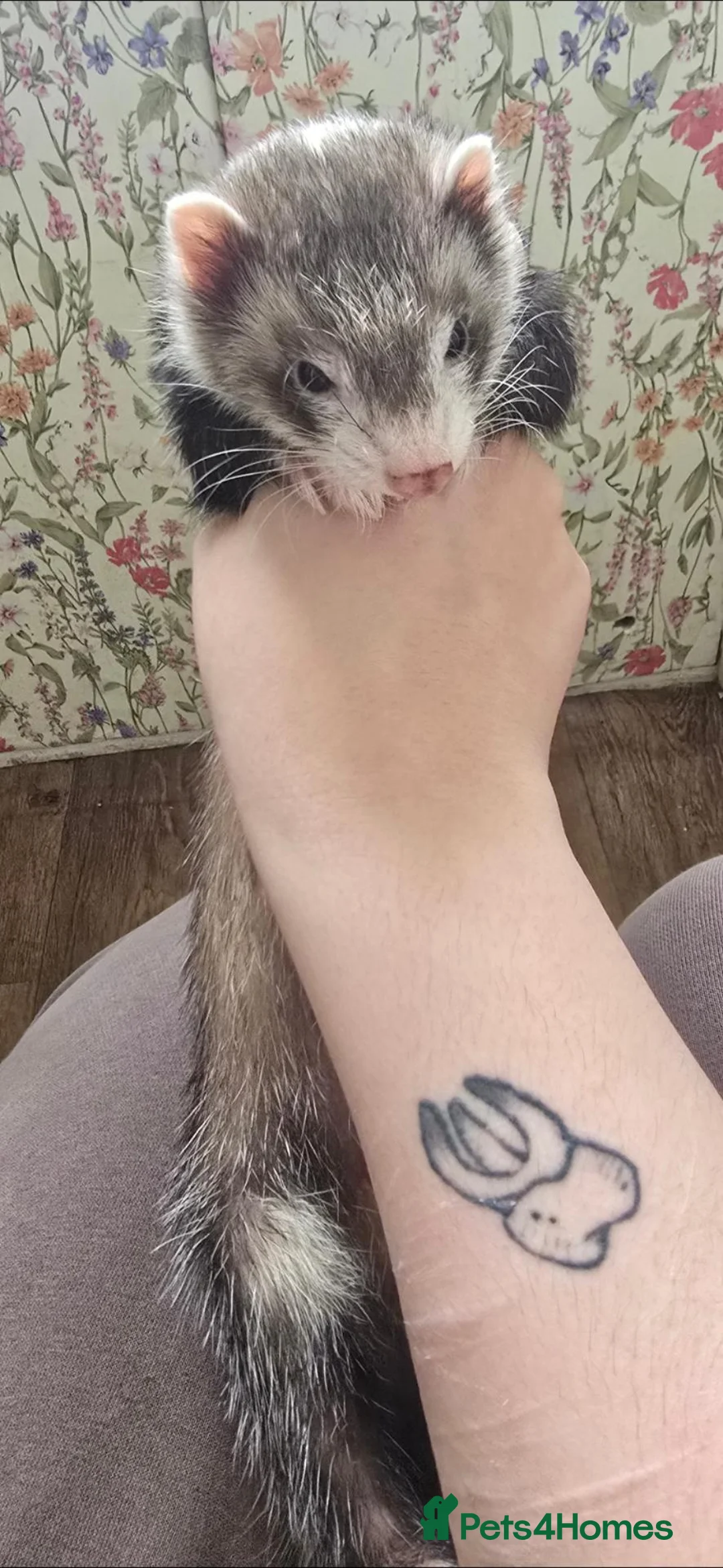 Ferret rodents for sale: Angora ferrets - Advert 4