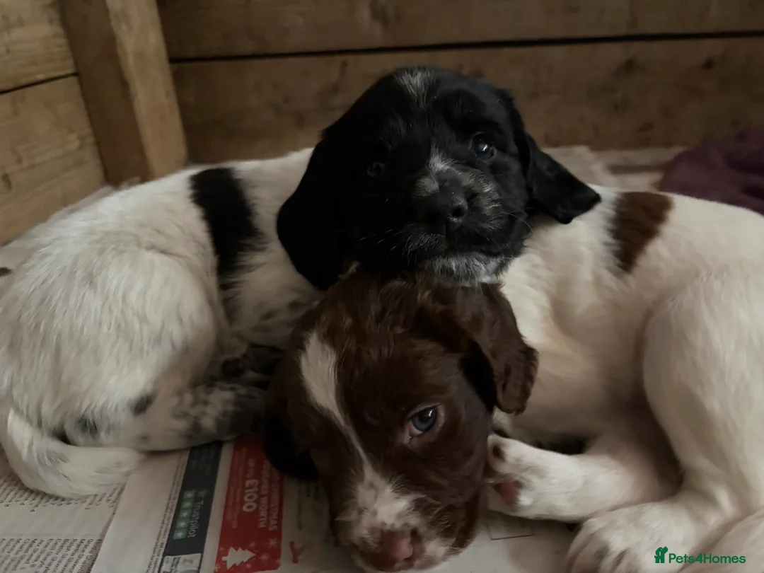 Sprocker dogs for sale: Sprocker Spaniel Puppies for sale  - Advert 3
