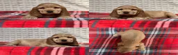 Cocker Spaniel dogs for sale: STUNNING COCKER SPANIEL PUPPIES  - Advert 23