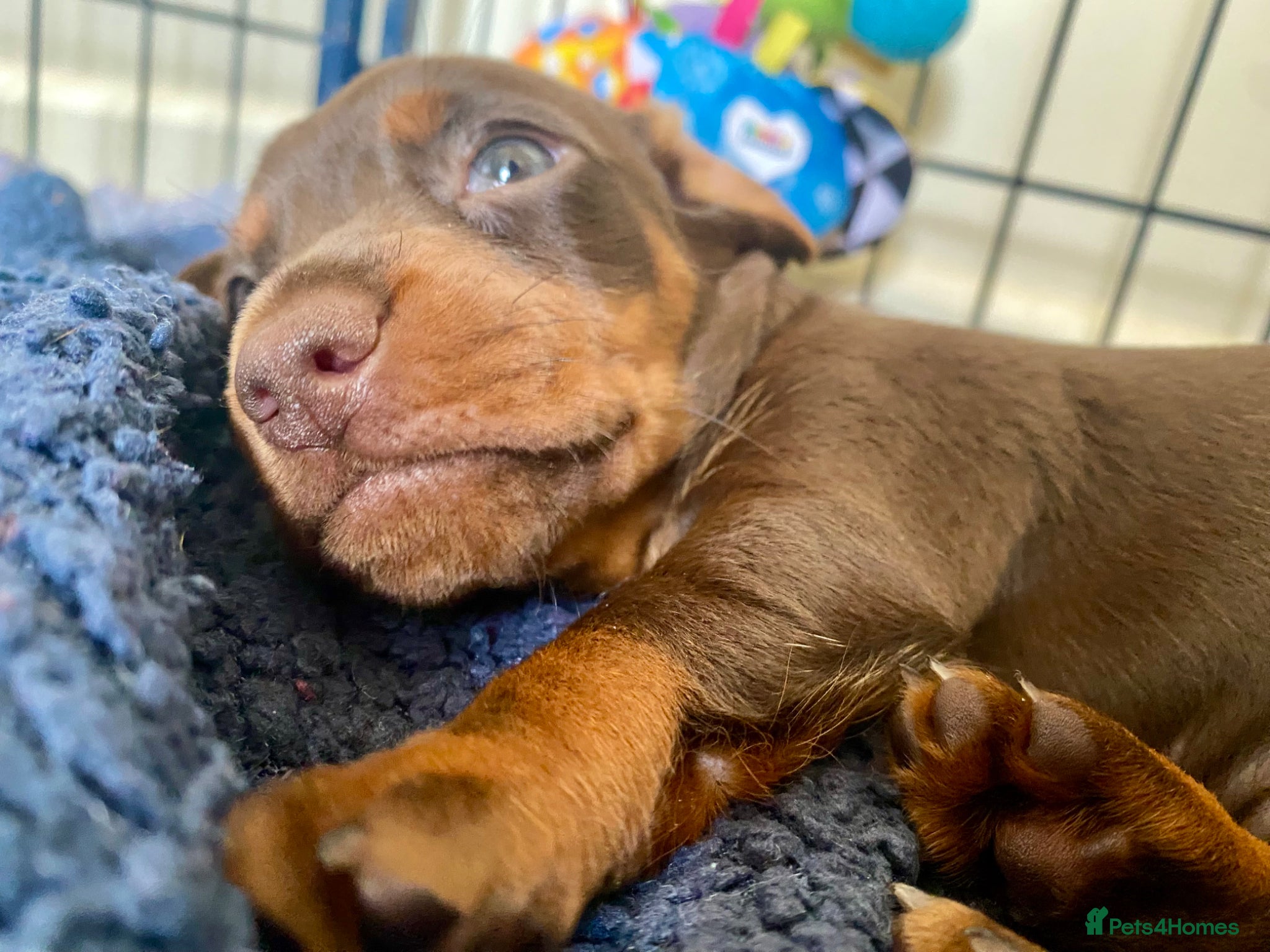 Miniature Dachshund dogs 🐶 READY IN ONE WEEK 🐶  - Advert 9