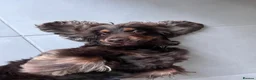 Cocker Spaniel dogs for stud: ⭐️ Incredible show cocker spaniel⭐️ - Advert 2