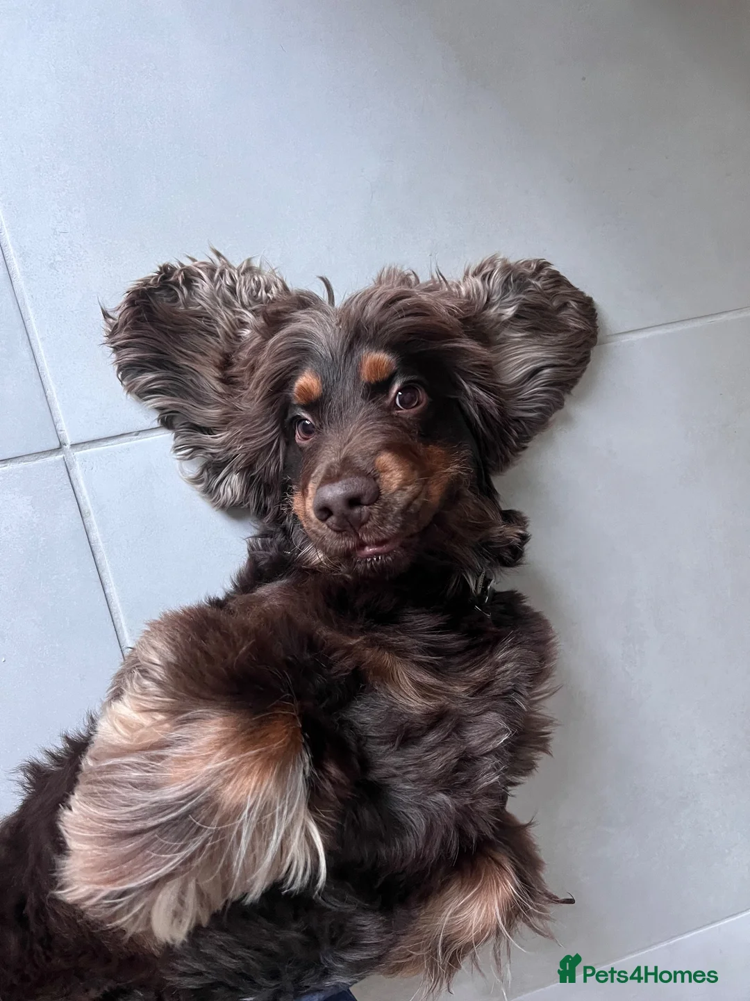 Cocker Spaniel dogs for stud: ⭐️ Incredible show cocker spaniel⭐️ - Advert 2