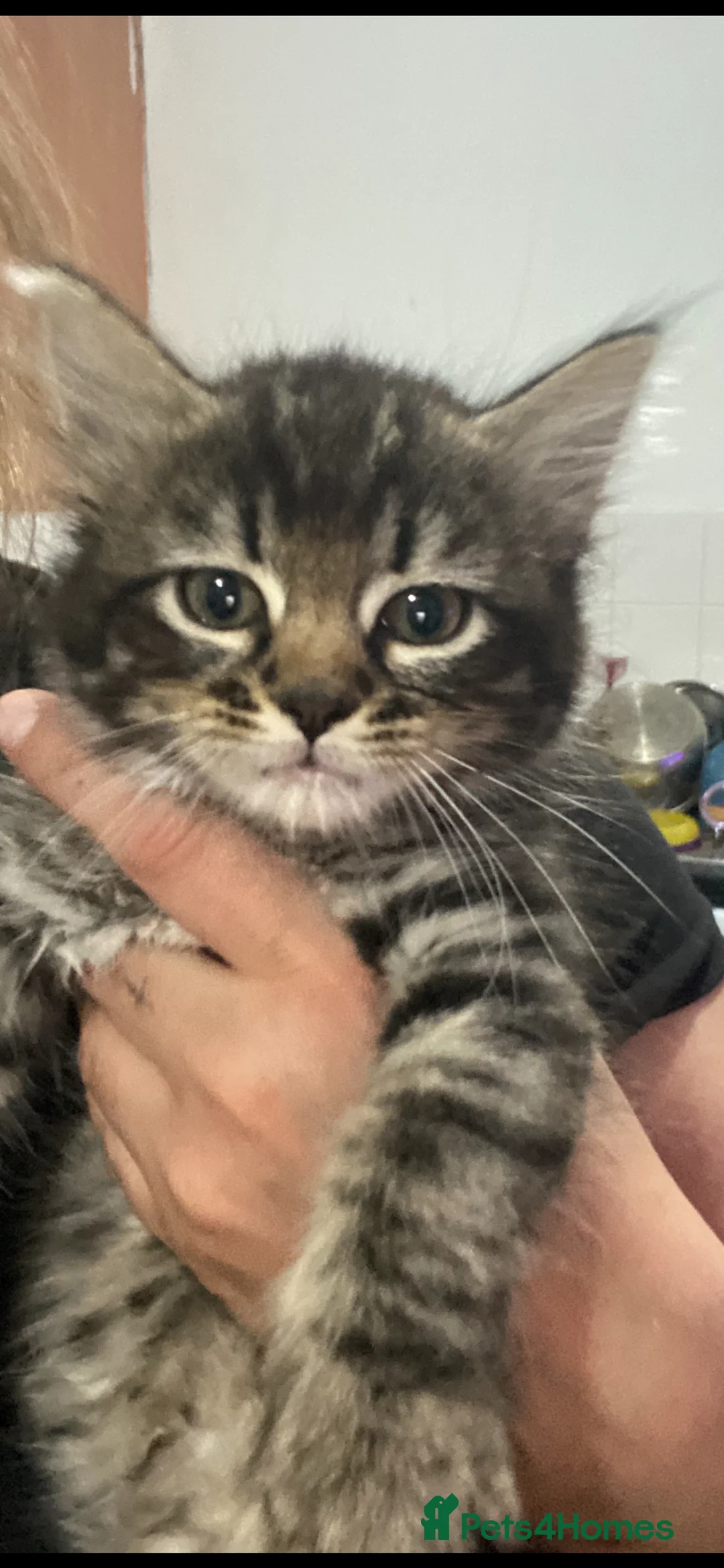 Mixed Breed cats for sale: Female fur baby looking for her forever home  in Morecambe - Advert 1