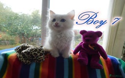 Ragdoll cats for sale: Stunning Ragdoll Kittens.... READY NOW - Image 7