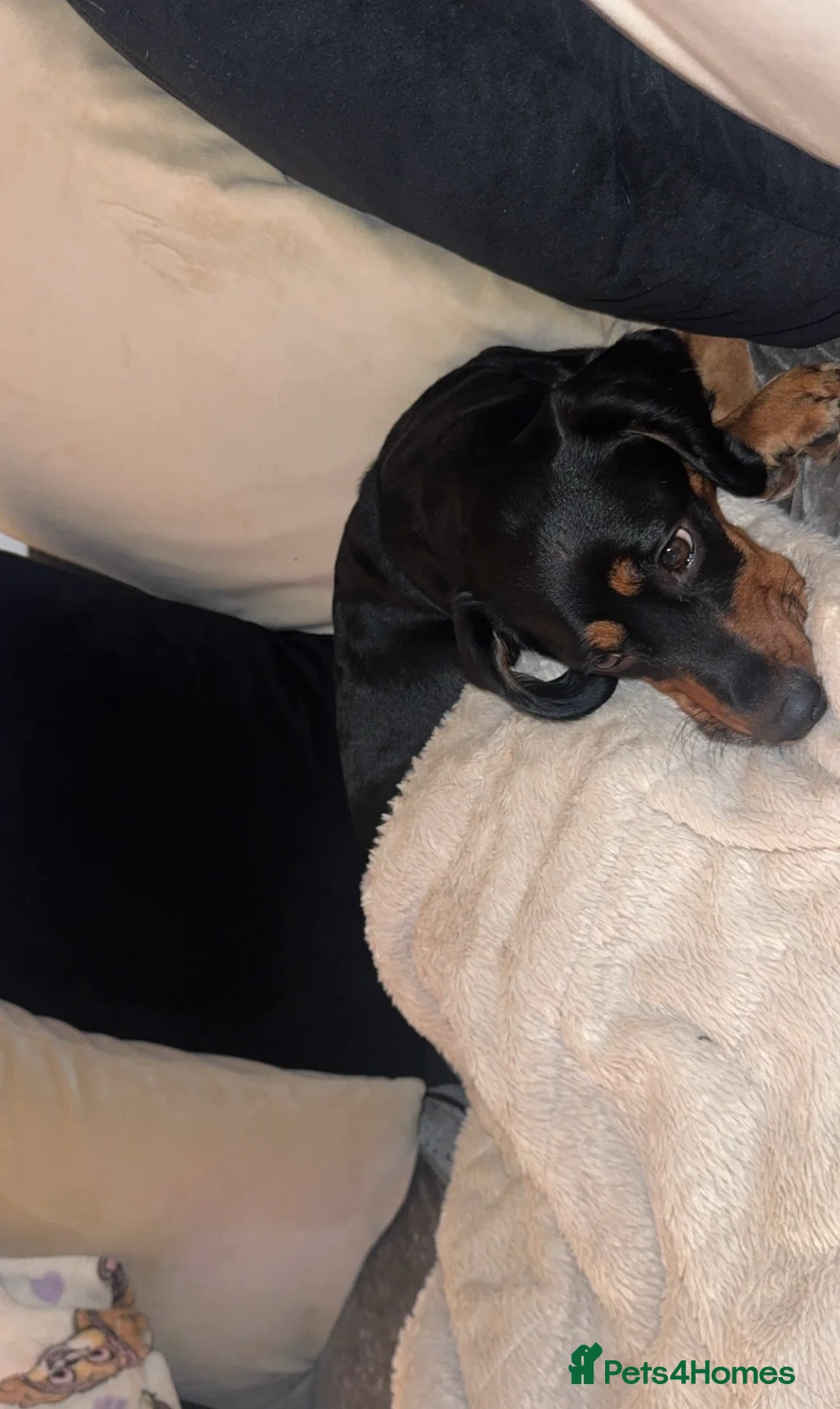 Puggle dogs for sale: Puggle Puppy - Advert 1