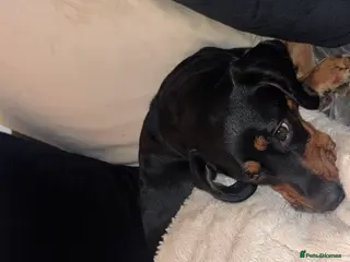 Puggle dogs Puggle Puppy - Advert 4