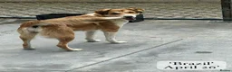 Mixed Breed dogs for adoption: Brazil, 5-6 yrs old. Available for adoption. in Brixham - Advert 18