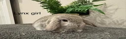 Mini Lop rabbits for sale: Stunning Mini Lops, Ready To Reserve - Advert 17