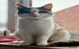 Mixed Breed cats for sale: 1yr 6mnth female cat for sale - Advert 1