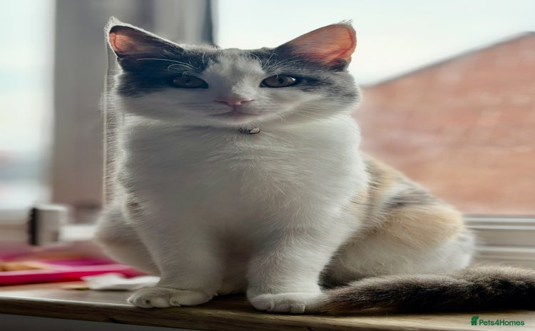 Mixed Breed cats 1yr 6mnth female cat for sale - Advert 1