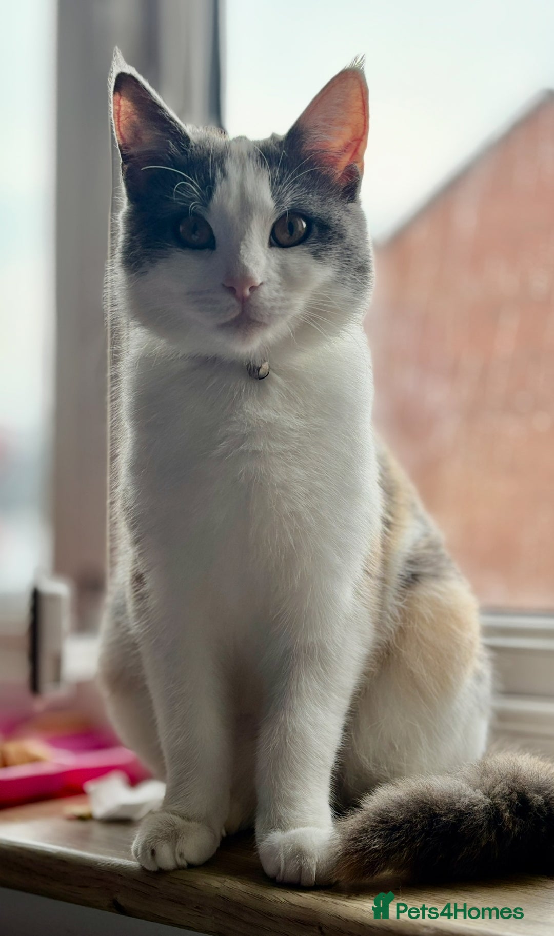 Mixed Breed cats for sale: 1yr 6mnth female cat for sale - Advert 1