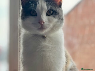 Mixed Breed cats 1yr 6mnth female cat for sale - Advert 1