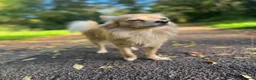 Chihuahua dogs for sale: 🐶💙 Brothers by Birth, Best Friends for Life 💙🐶 - Advert 4
