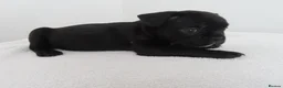 French Bulldog dogs for sale: 🐾 Beautiful French Bulldog Puppies 🐾 in London - Advert 2
