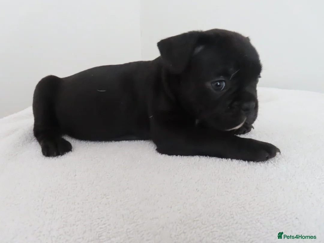 French Bulldog dogs for sale: 🐾 Beautiful French Bulldog Puppies 🐾 in London - Advert 2