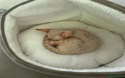 Devon Rex cats for sale: Devon Rex Kitten - Image 3