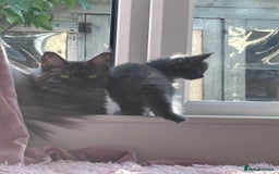 Maine Coon cats for sale: Stunning Maine Coon Kittens  - Image 5