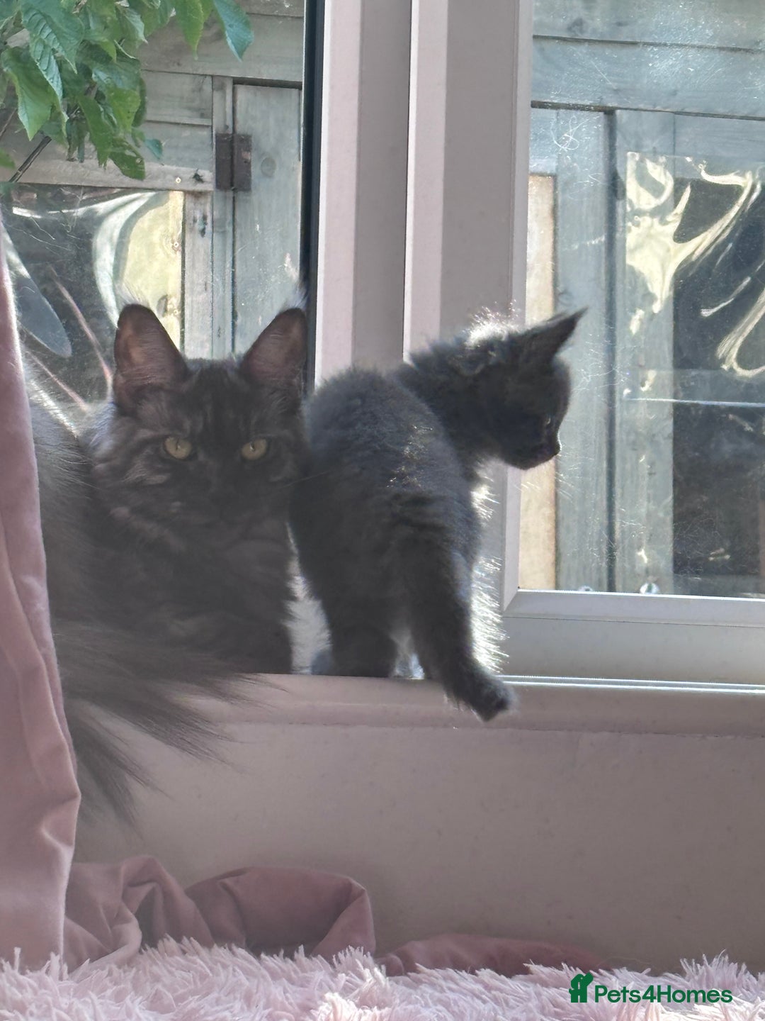 Maine Coon cats for sale: Stunning Maine Coon Kittens  - Image 5