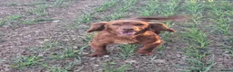 Cocker Spaniel dogs for sale: Hereditary clear working cocker spaniels in Ingatestone - Advert 10