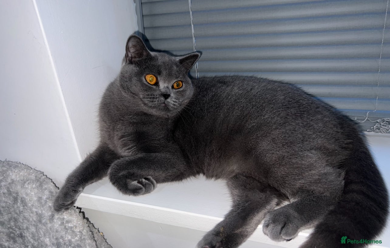 British Shorthair cats Beautiful British blue 😻  - Advert 2