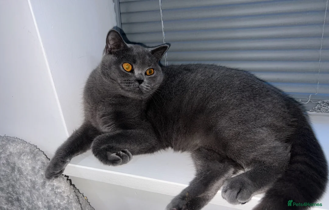 British Shorthair cats for sale: Beautiful British blue 😻  - Advert 1