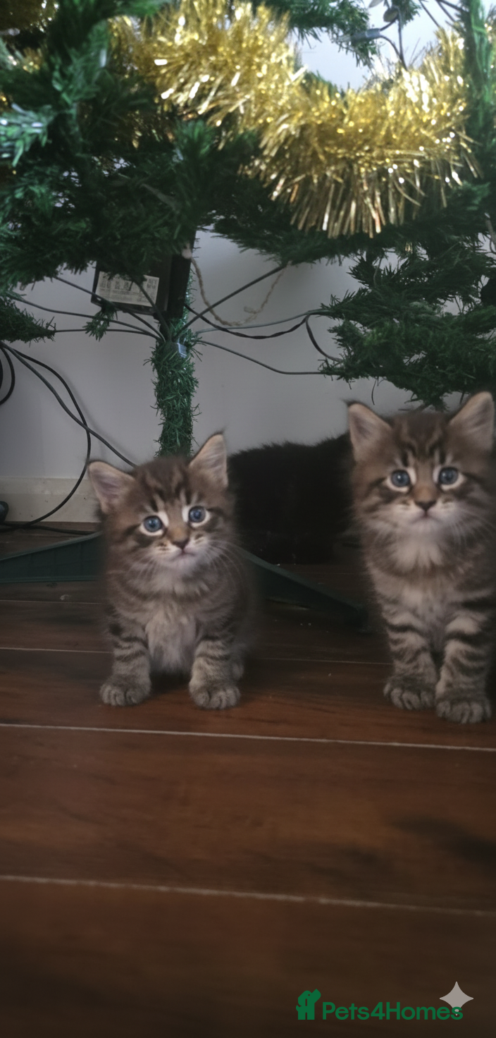 Maine Coon cats Maine Coon Kittens reservation  - Advert 18