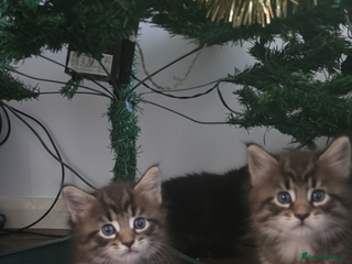 Maine Coon cats Maine Coon Kittens reservation - Advert 2