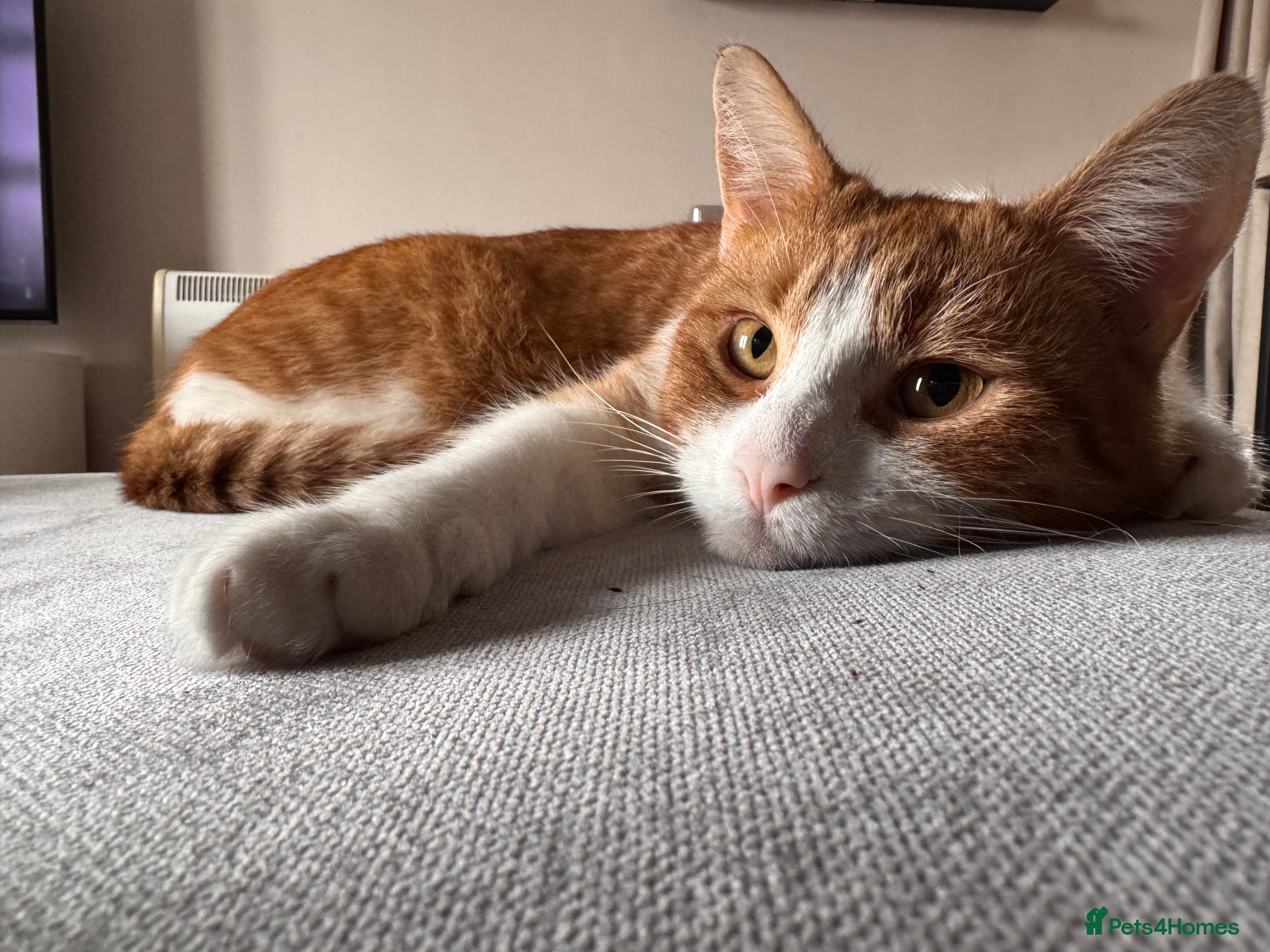 Mixed Breed cats Rehoming Toby  - Advert 1