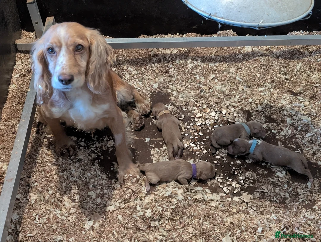 Cocker Spaniel dogs for sale: Pups from Health Tested Champion Trialling lines. - Advert 28