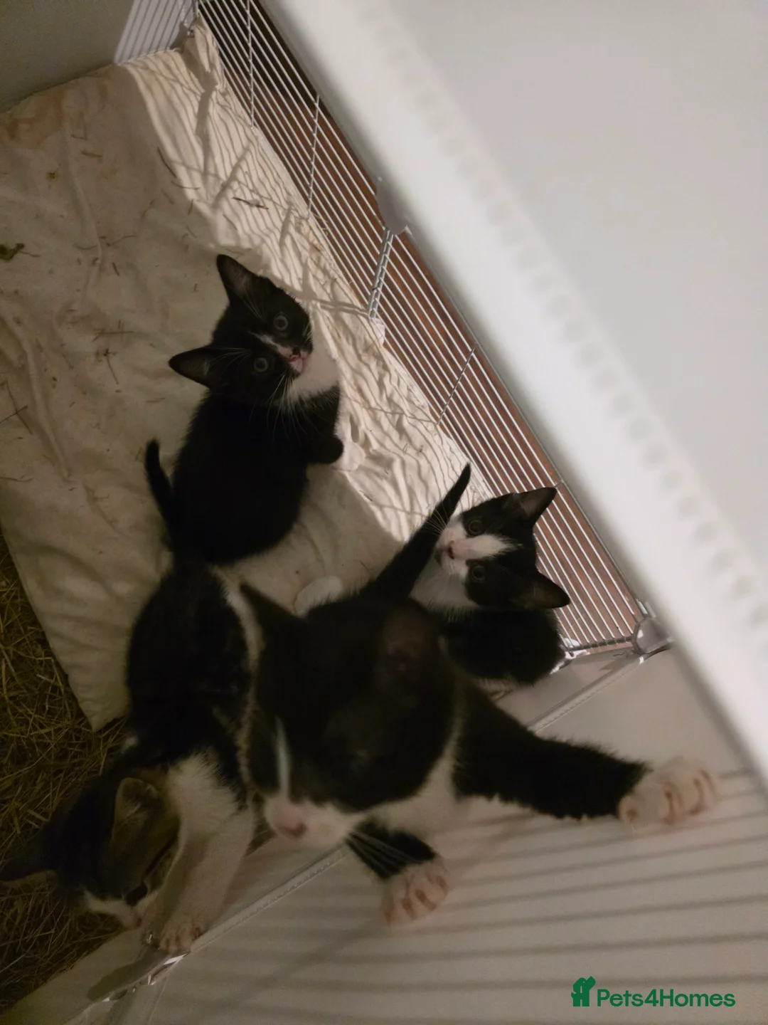 Mixed Breed cats for sale: Mixed bread  in Birmingham - Advert 6