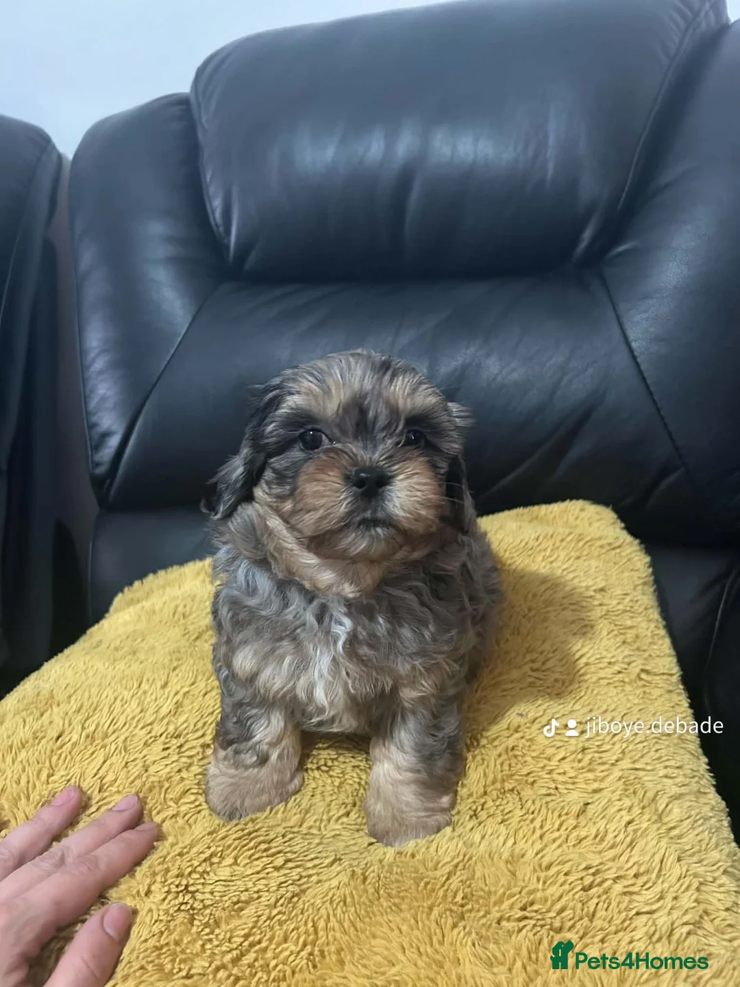Shihpoo dogs for sale: 🌟 STUNNING RARE COLOUR SHIHPOO PUPPIES 🌟    - Advert 2
