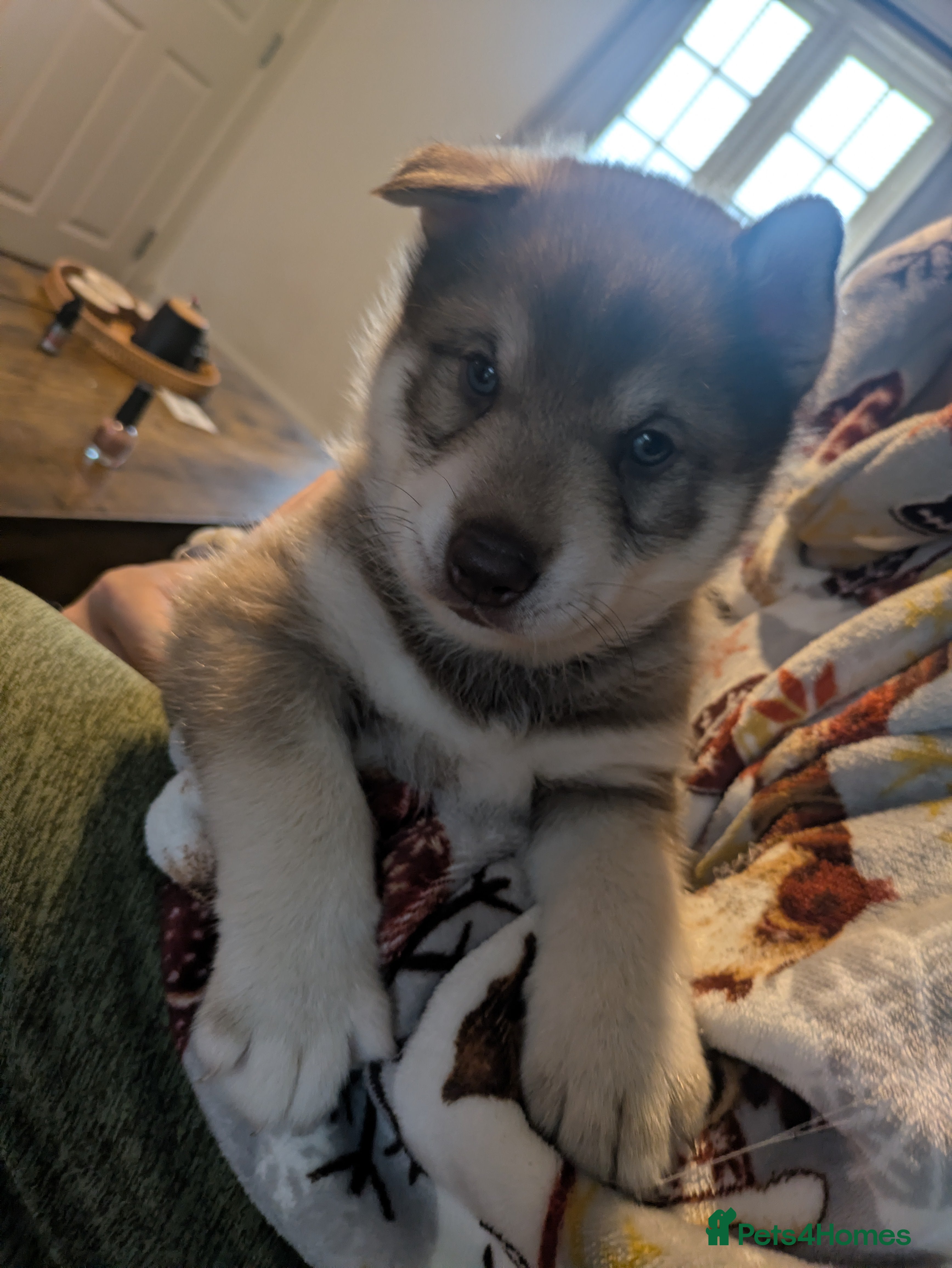 Siberian Husky dogs Stunning Rare colured,Blue-Eyed Husky Pups - Advert 19