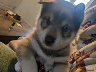 Siberian Husky dogs Stunning Rare colured,Blue-Eyed Husky Pups - Advert 17