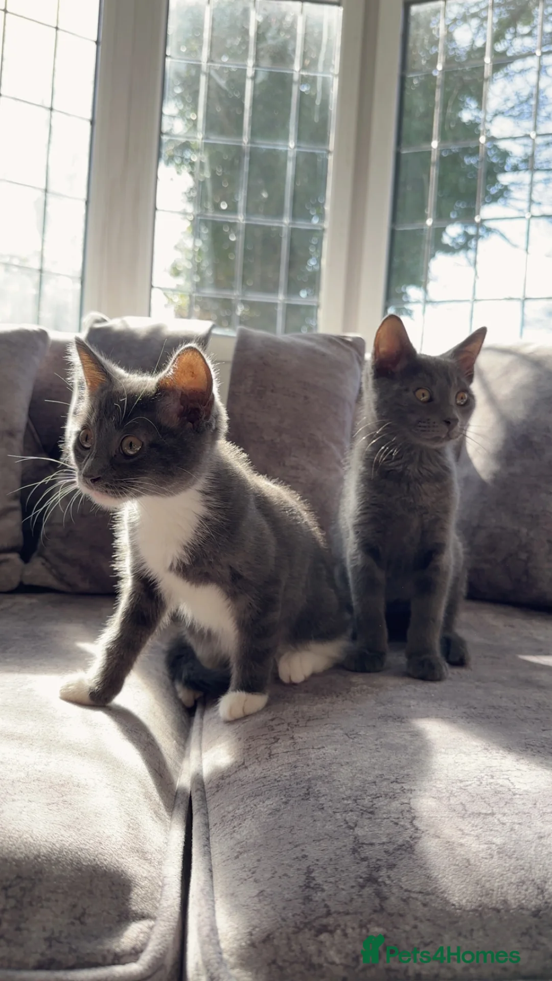 Russian Blue cats for sale: Russian blue kittens - Advert 2