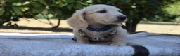 Miniature Dachshund dogs for sale: EXCEPTIONAL KC CREAM & BLACK/CREAM PUPPIES  - Advert 10