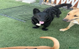 Mixed Breed dogs for adoption: Dashing Dave ready for a new home! - Image 9