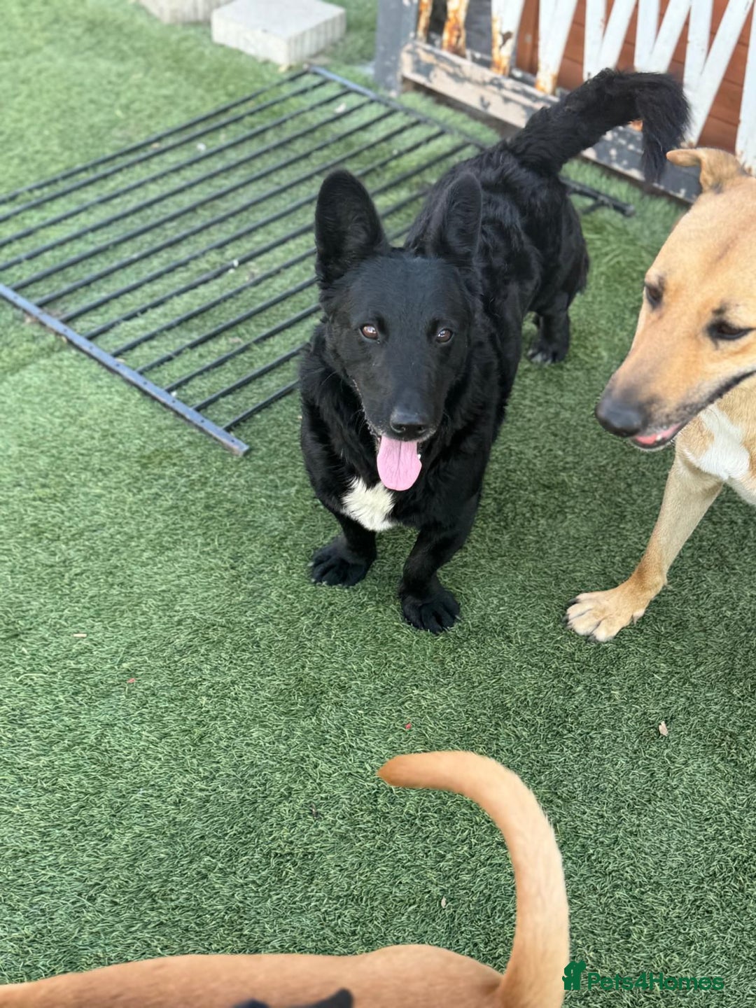 Mixed Breed dogs for adoption: Dashing Dave ready for a new home! - Image 9