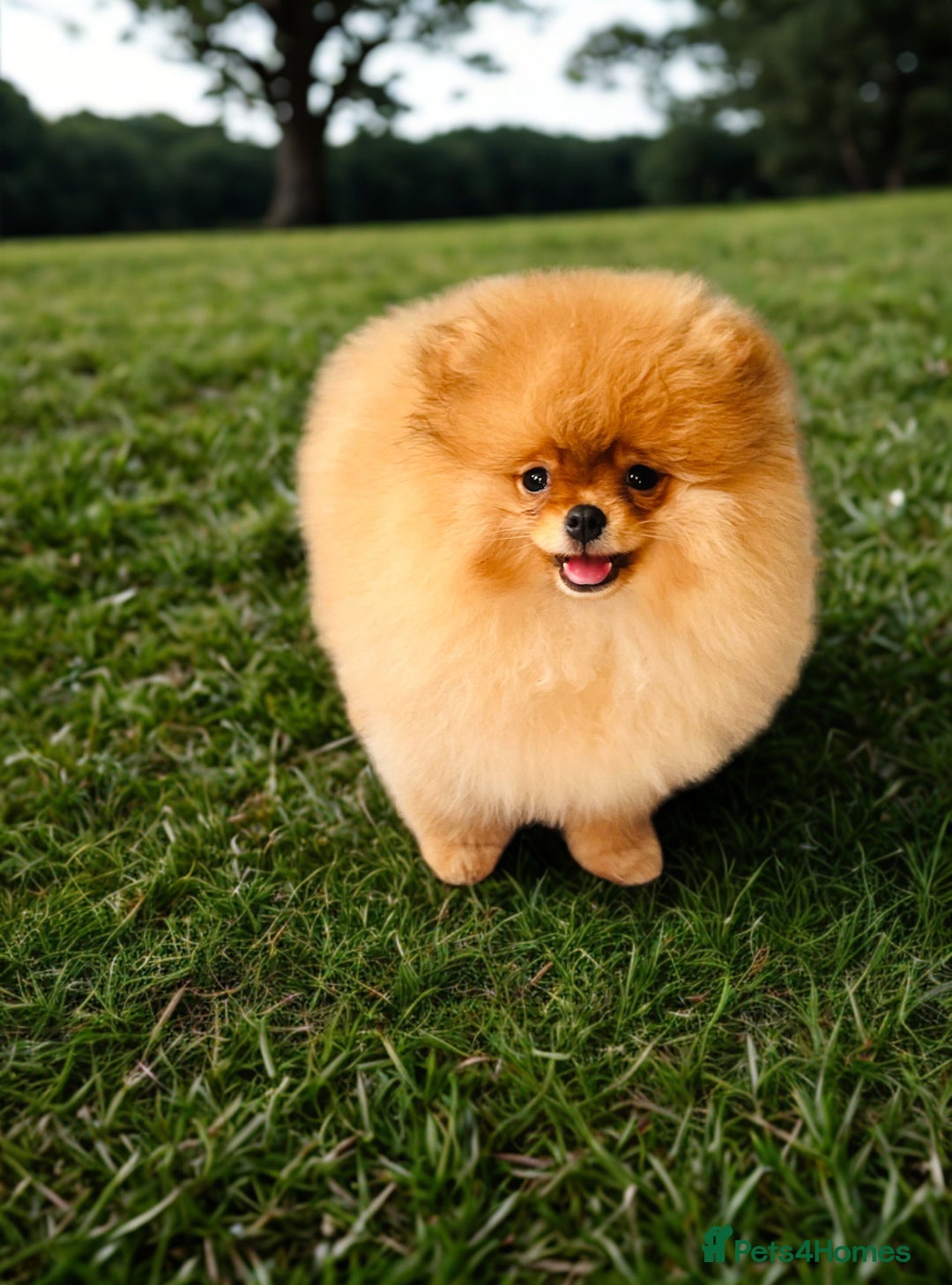 Pomeranian dogs for sale: 💗Last girl left! Royal Orange Pomeranian Pedigree - Image 8