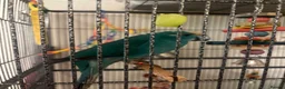 Parakeets birds for sale: blue kakariki - Advert 3